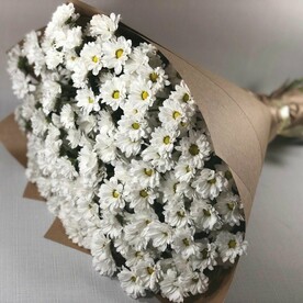 Хризантема кустовая, Крафт