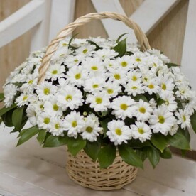 Хризантема кустовая, Рускус, Корзина, Оазис