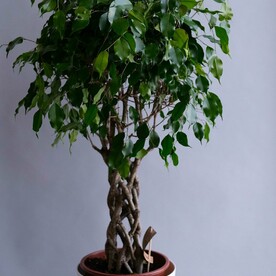 Фикус D-27