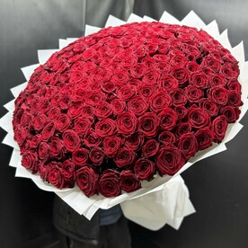 Алые розы 🌹🫶