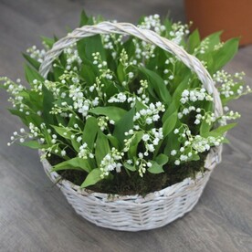 Корзина из 51 ландыша