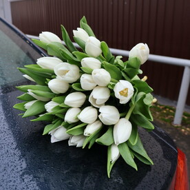 Букет из 31 белого тюльпана
