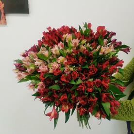 Альстромерия 51