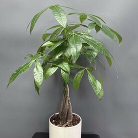Пахира