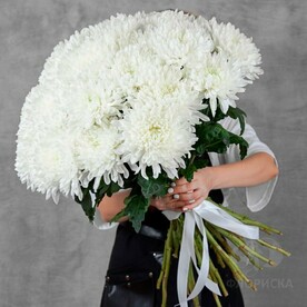 Хризантема кустовая