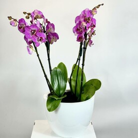 Яркий Акцент