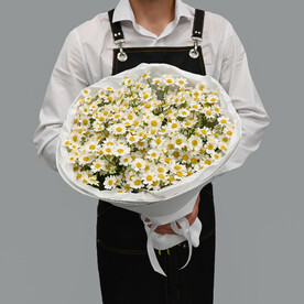 Летняя кустовая ромашка