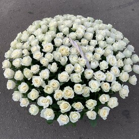 Роза белая 151