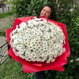 Ромашковая хризантема кустовая, Пленка матовая