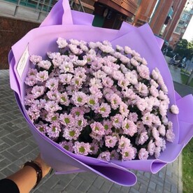 Хризантема кустовая