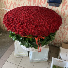 301 Роза