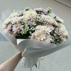 Хризантема кустовая, Хамелациум, Писташ, Пленка