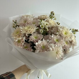 Хризантема кустовая, Хамелациум, Пленка