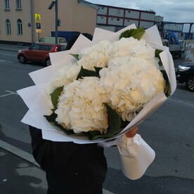 Гортензия