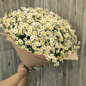 Букет из 25 кустовых ромашек