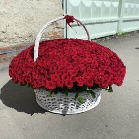 501 Роза в корзине «Лазурный Берег»
