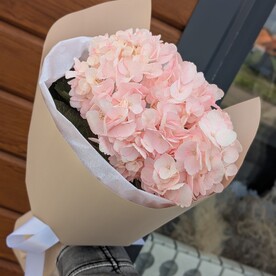 Розовая гортензия