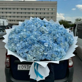 Гортензия голубая