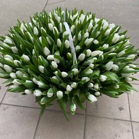 Белые тюльпаны в корзине
