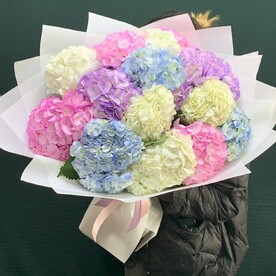 Гортензия микс колумбия 15
