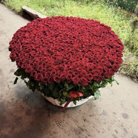 501 Роза хит продаж