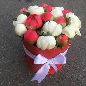 Пион, Пион корал сансет, Губка, Коробка