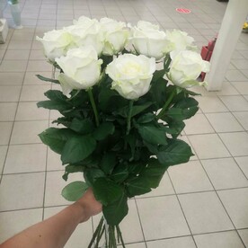 Роза белая