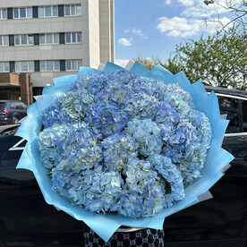 Гортензии 25