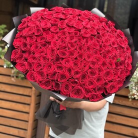 Красные розы 151 шт