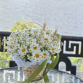 Ромашки и пшеница