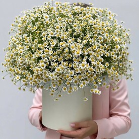 Танацетум, Шляпная коробка, Оазис