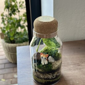 Мини флорариум со сциндапсусом
