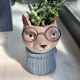 Микс суккулентов