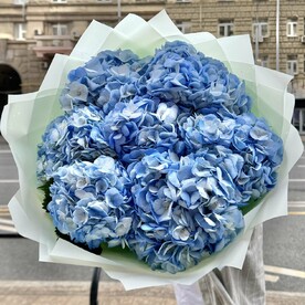 Гортензия, Корейка