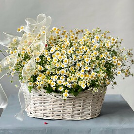 Корзина с ромашками