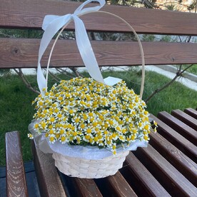 Ромашковое поле