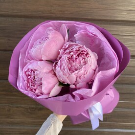 Пионы Голландия