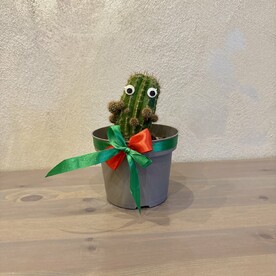 Кактус с глазами