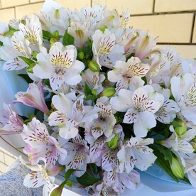 Романтическая альстромерия