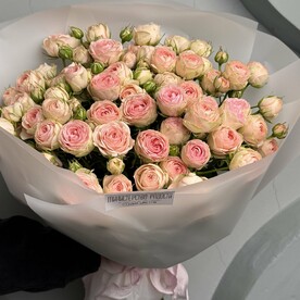 Роза кустовая, Пленка корейская