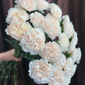25 нежных кружевных диантусов