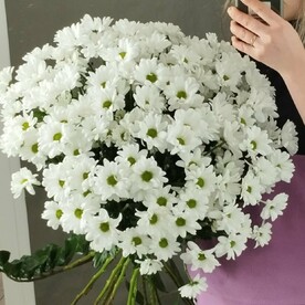 19 веток кустовой ромашковой хризантемы