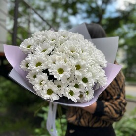 Ромашковое поле