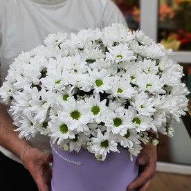 Ромашковое поле