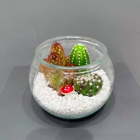 Флорариум с кактусами