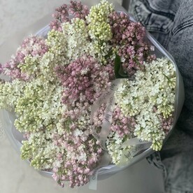 Сирень