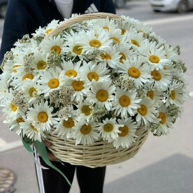 Ромашки крупные садовые в корзине