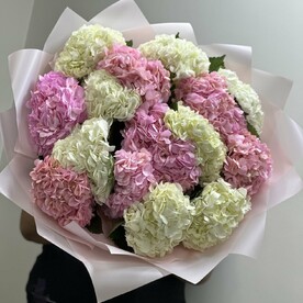 Гортензия Гидрангия, Дизайнерская упаковка