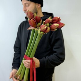 Амариллис