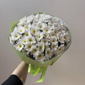 Хризантема кустовая, Тишью, Пленка матовая